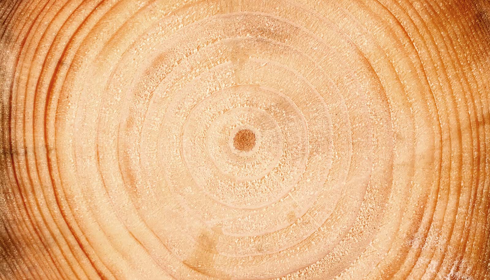 Primo piano degli anelli di un tronco di pino cembro