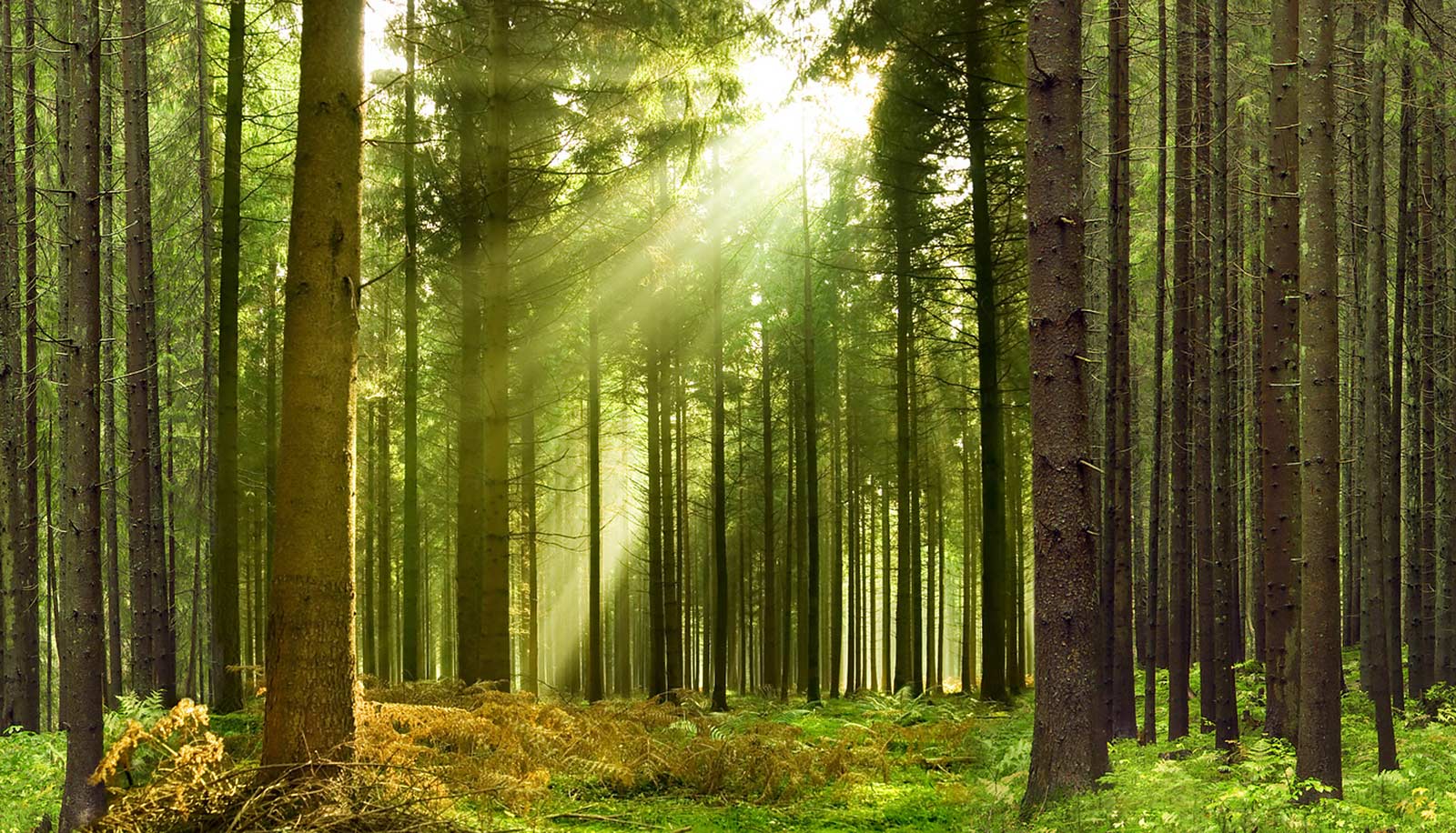 I raggi solari passano attraverso gli alberi di un bosco