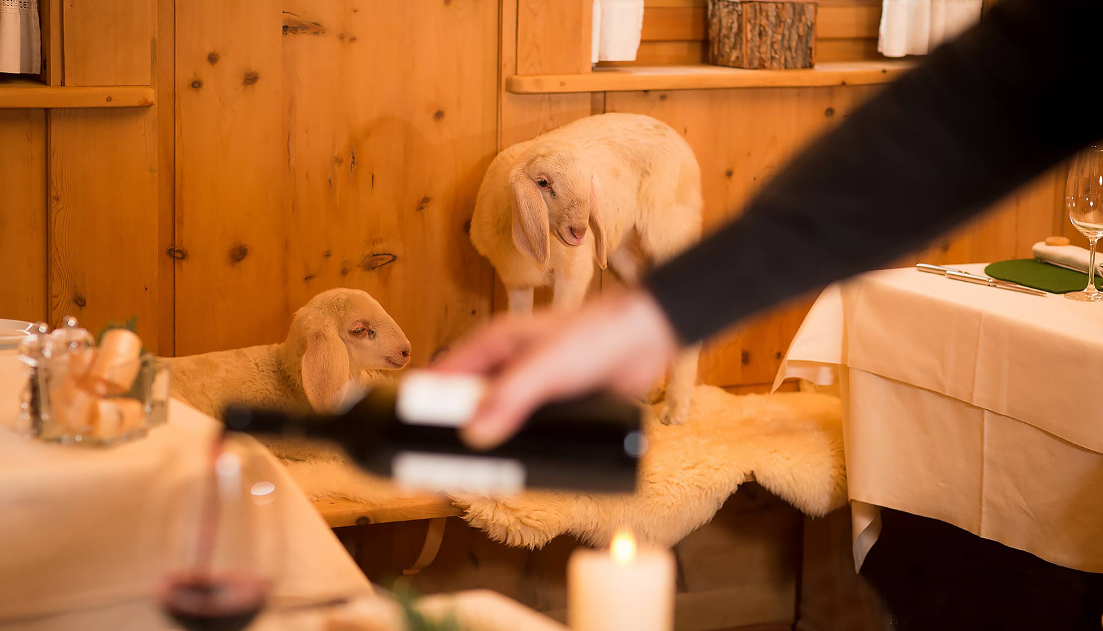 Zwei Lämmer in einer Stube des Arosea Life Balance Hotels im Ultental, im Vordergrund gießt jemand Wein ein